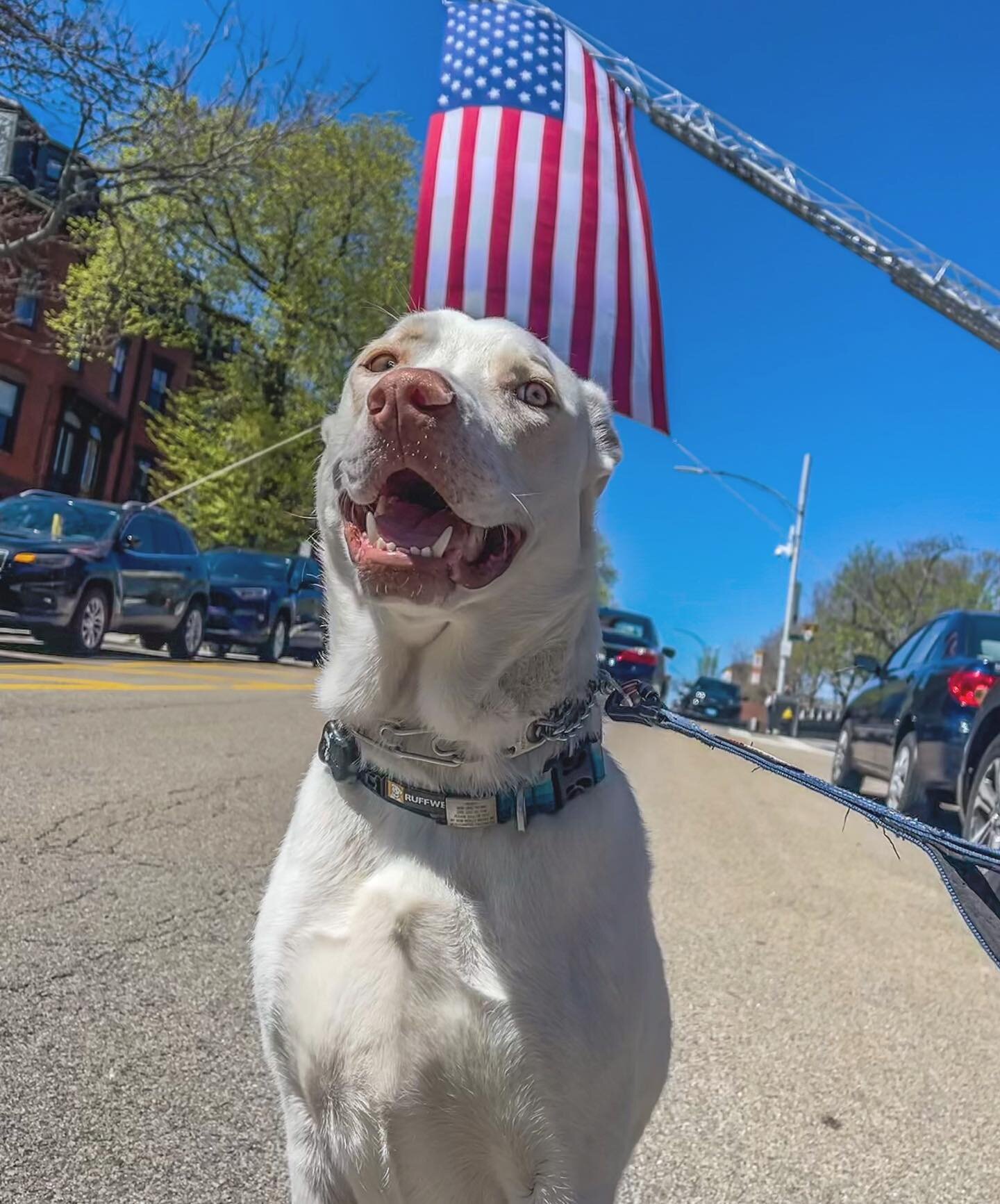 #america 🇺🇸 #happybithday 🎂 #thankyou for being such an #amazing country! 🇺🇸 
:
:
:
:
:
#happypawsboston #happydog #happiness #happy #dog #dogsofinstagram #southie #southboston #4thofjuly #happy4thofjuly #usa #southiedogs #02127 #rescuedogsofins