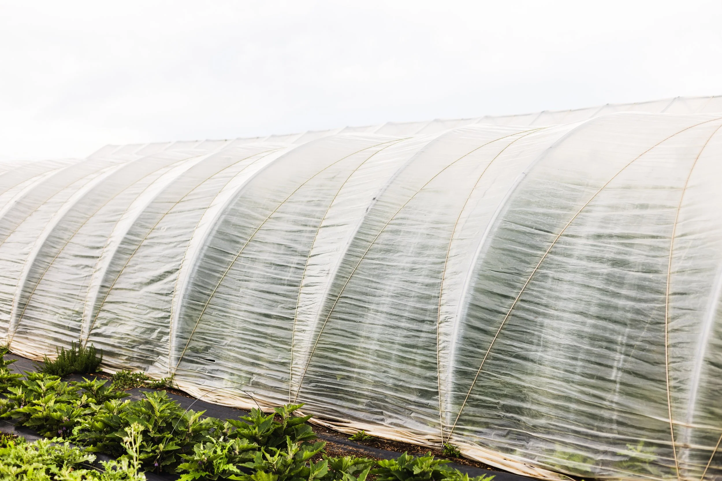 Greenhouse with plastic covering and green leafy plants growing outside.