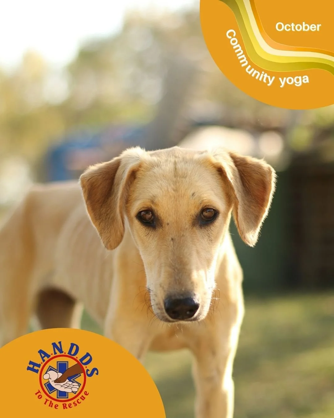 This month&rsquo;s local non-profit is a volunteer-run, foster-based dog rescue dedicated to giving second chances to the souls who need it most. We are happy to support HANDDS to the rescue and all the work they do. 🦮🐶

Why support HANDDS to the r