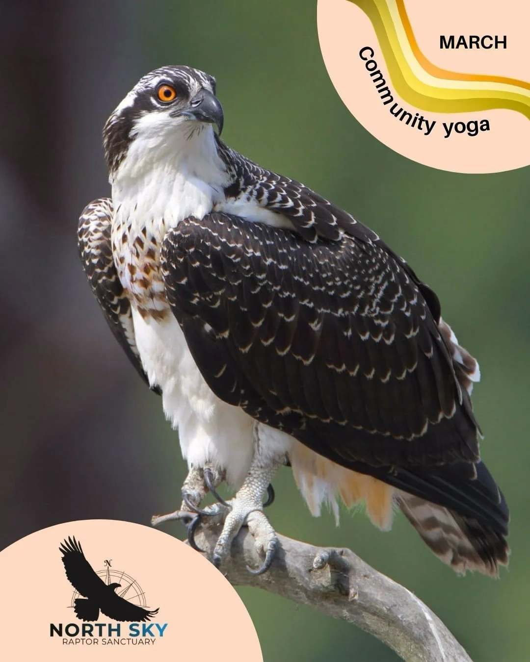 Our Monthly Community Yoga is proud to once again support North Sky Raptor Sanctuary &mdash; an incredible nonprofit dedicated to rescuing and rehabilitating sick and injured raptors across Northern Michigan and the Upper Peninsula.

Why we love supp
