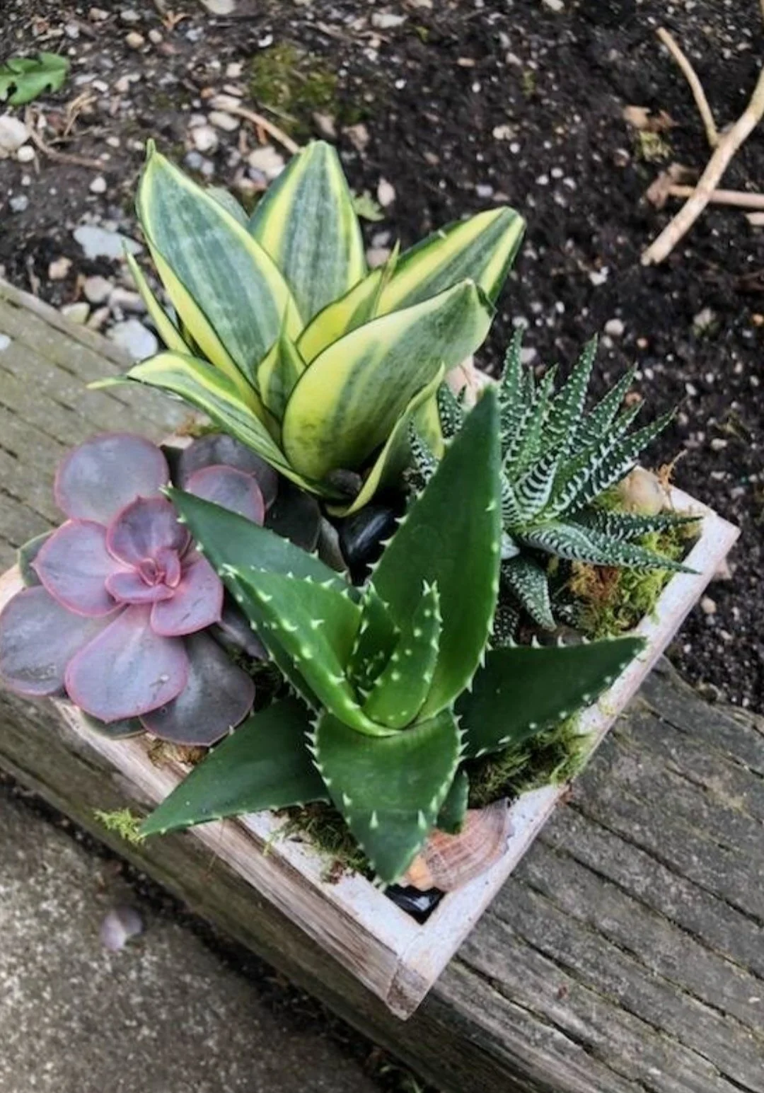 succulnt.jpg