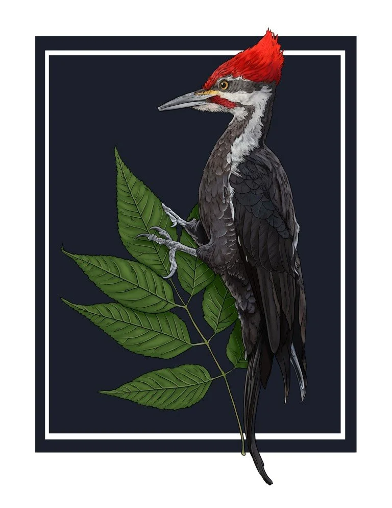 PileatedWoodpecker.JPG
