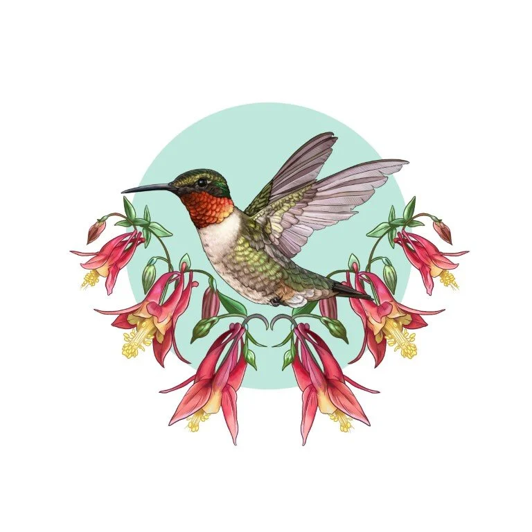 RubyThroatedHummingbird.JPG
