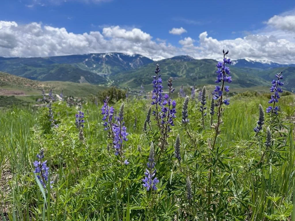 Trails Reopen June 21 + Important OHV Sticker Reminder