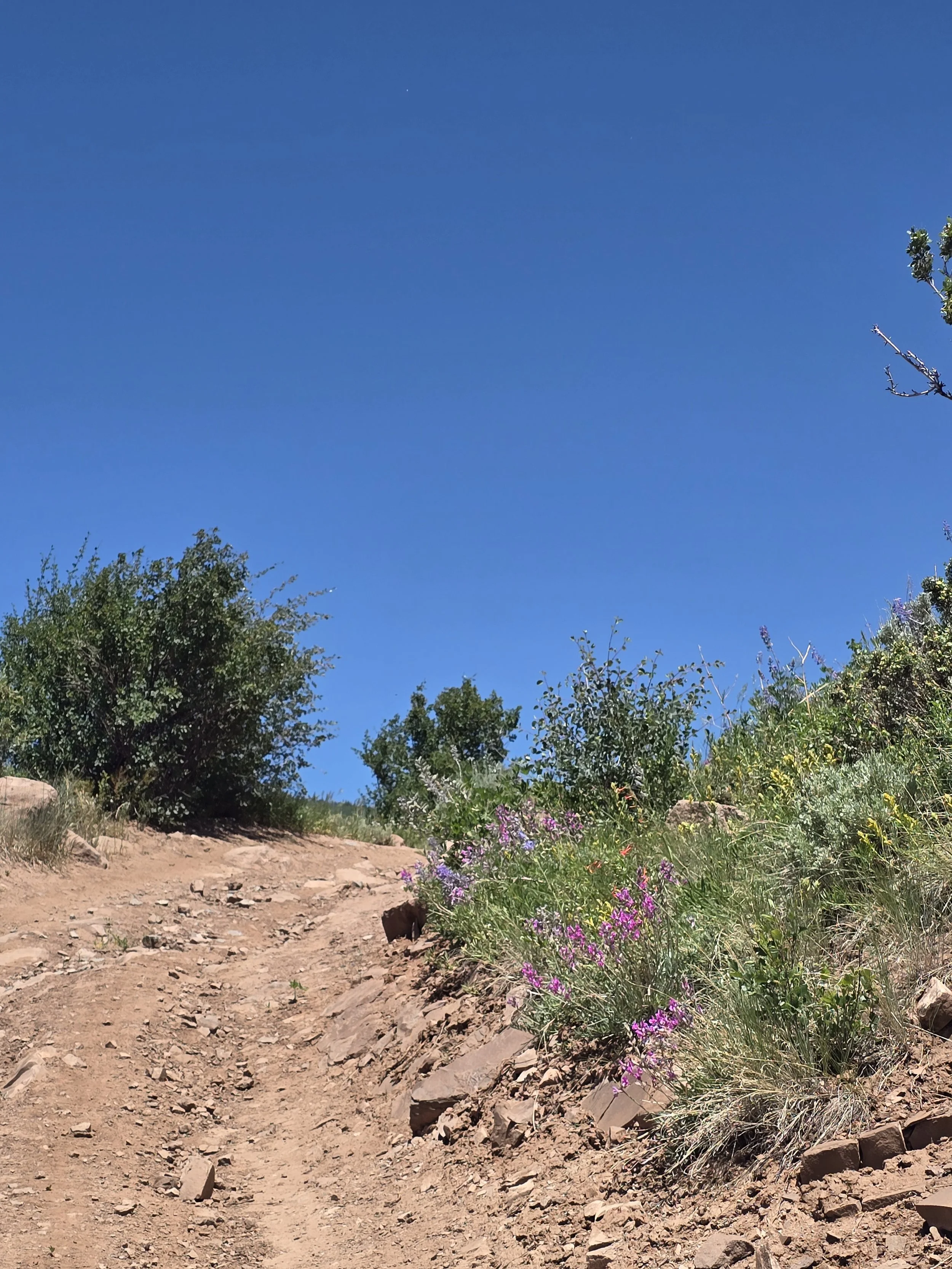 Join Us for a Stewardship Day on June Creek – Saturday, July 12