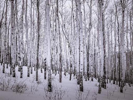 Thank You for a Great 2025: Wildridge Trail Coalition Annual Report