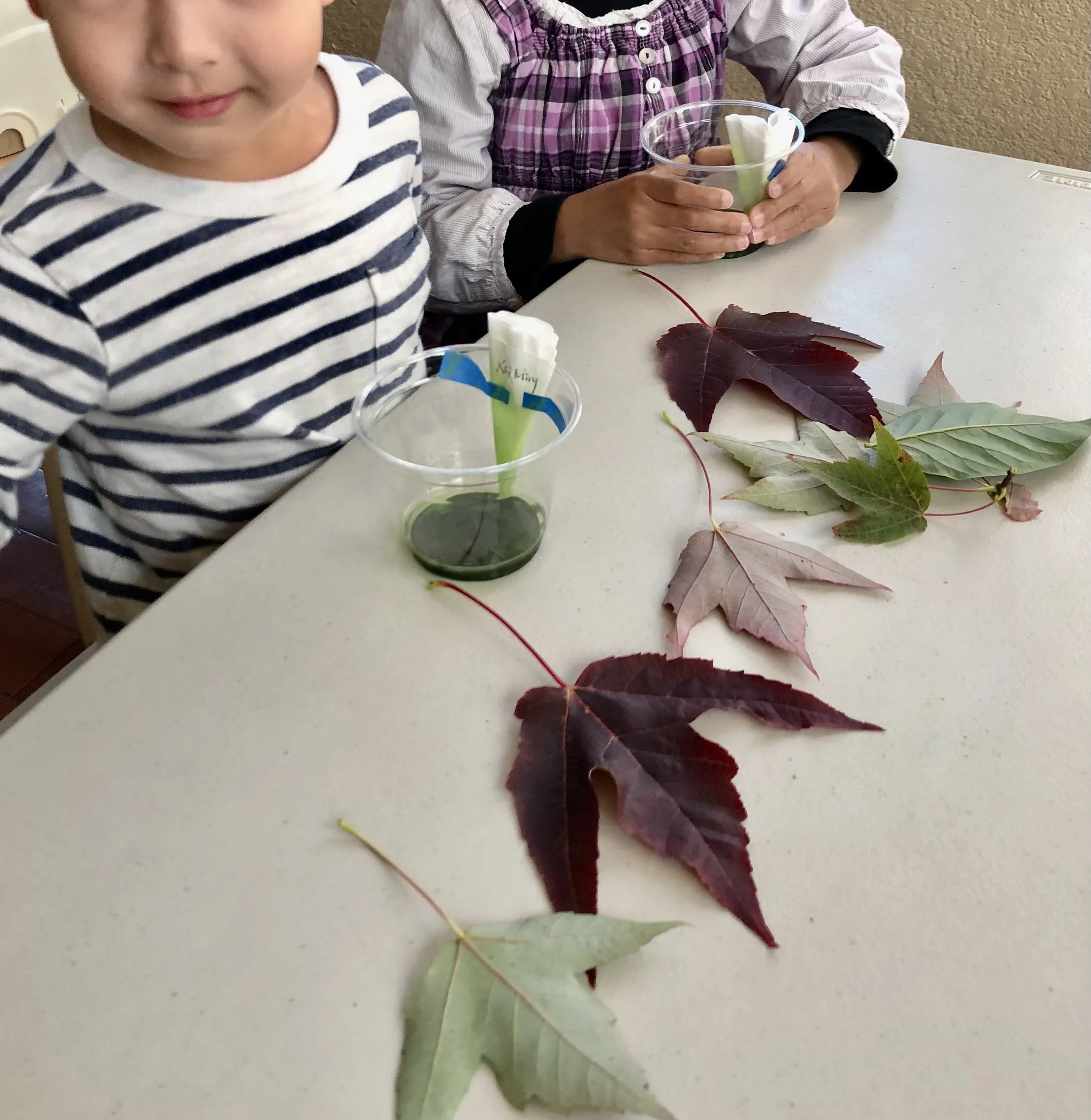 Science Chlorophyll Leaf Experiment .jpg