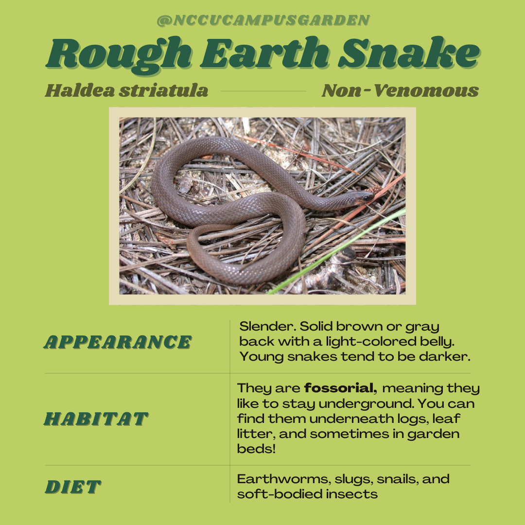 Garden Snakes! (2).png