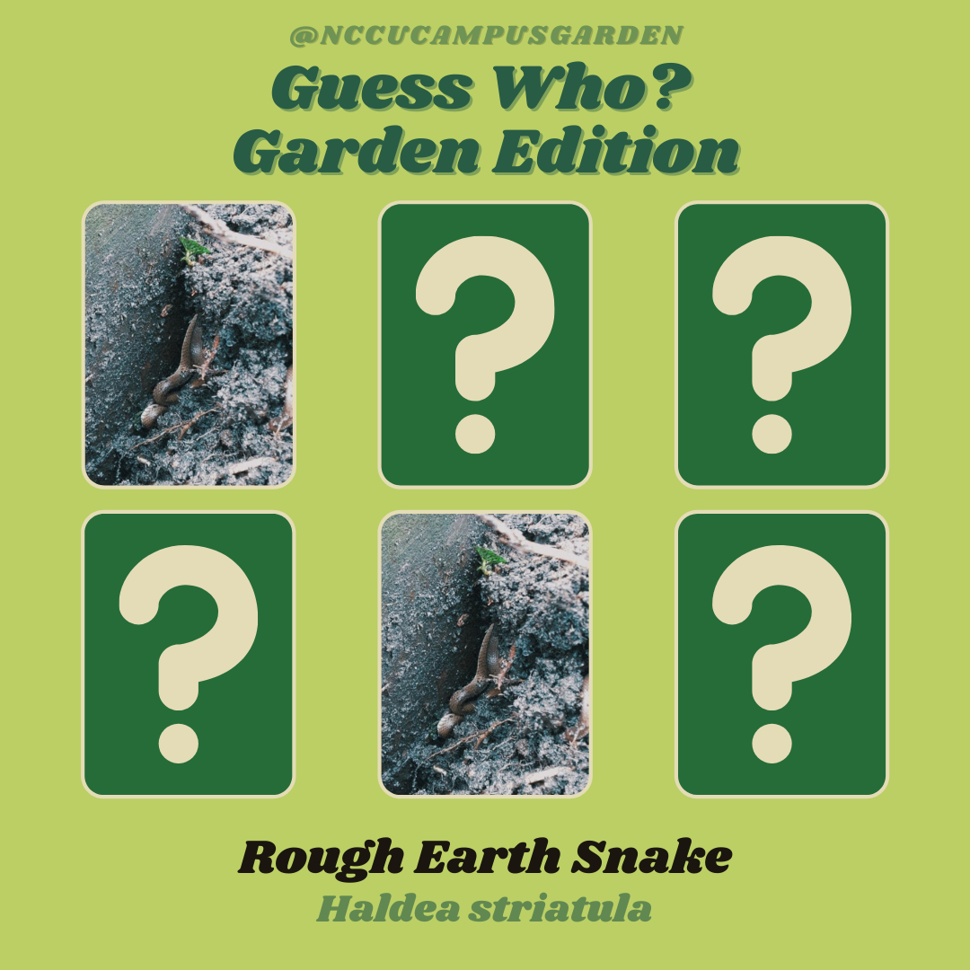 Garden Snakes!.png
