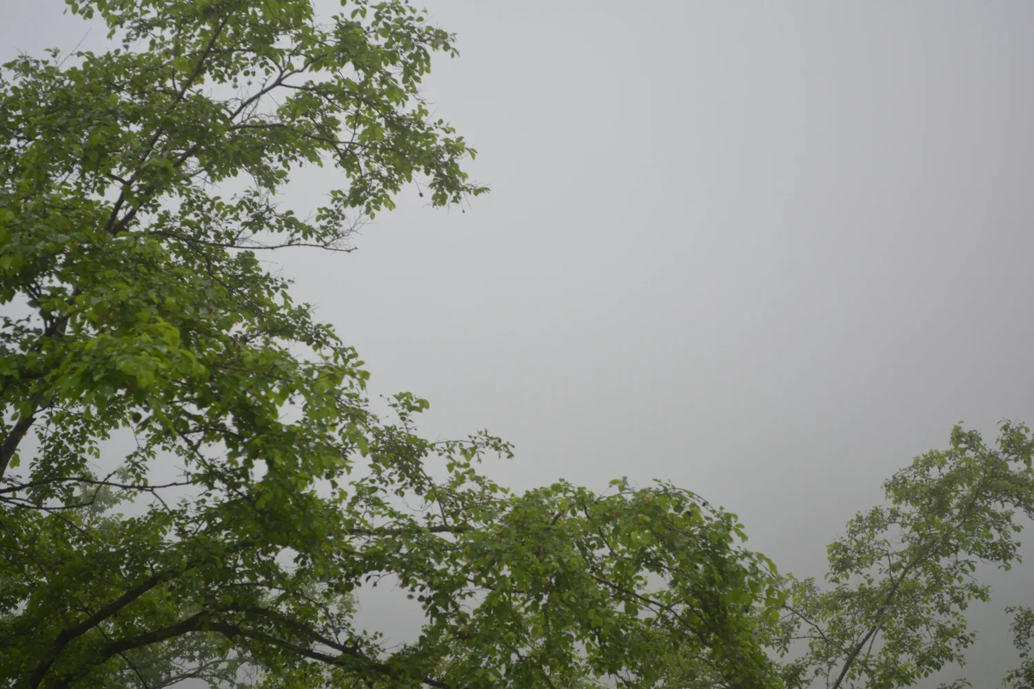 Misty Greens in Southern Oman
