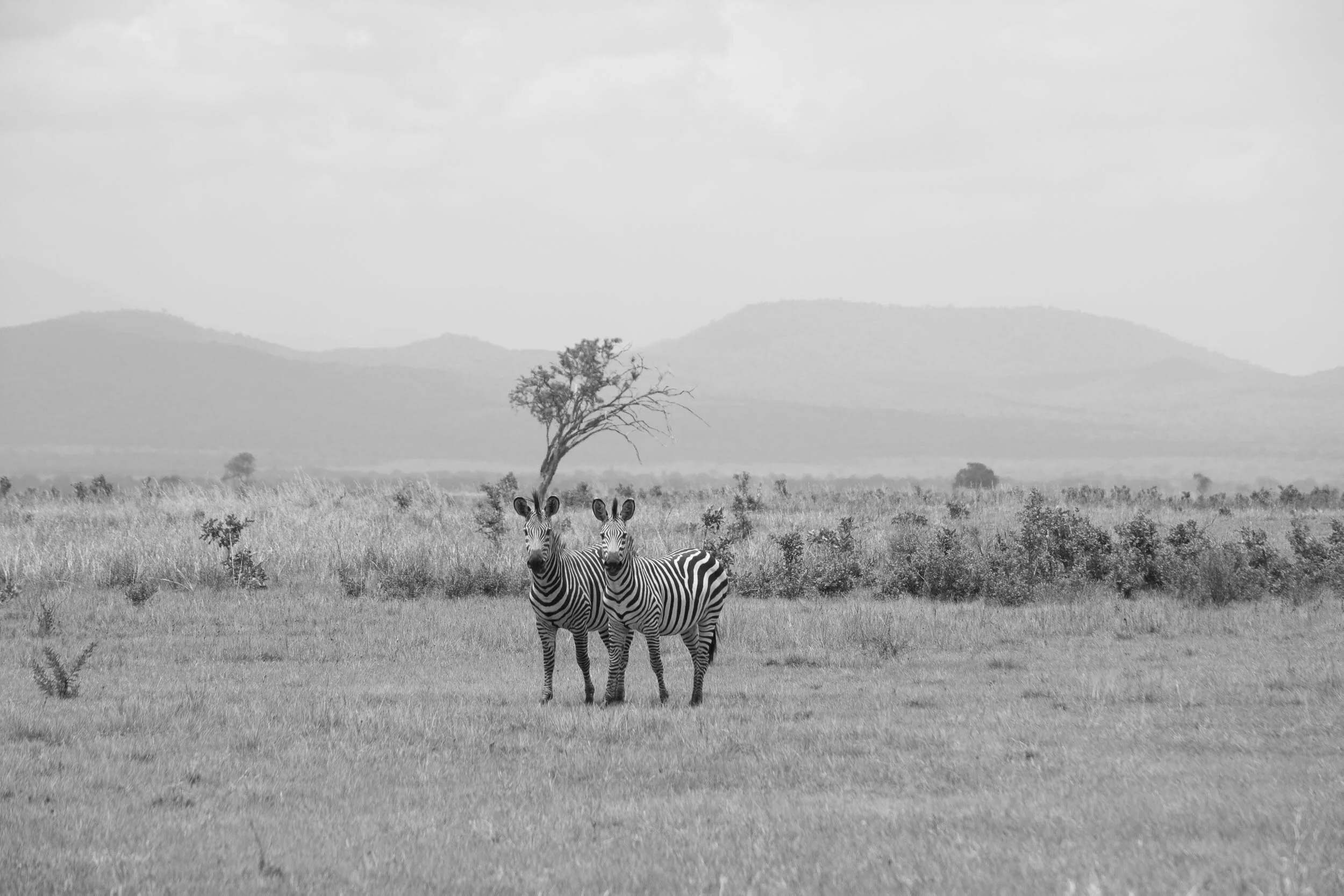 NIKON D5200847.jpeg
