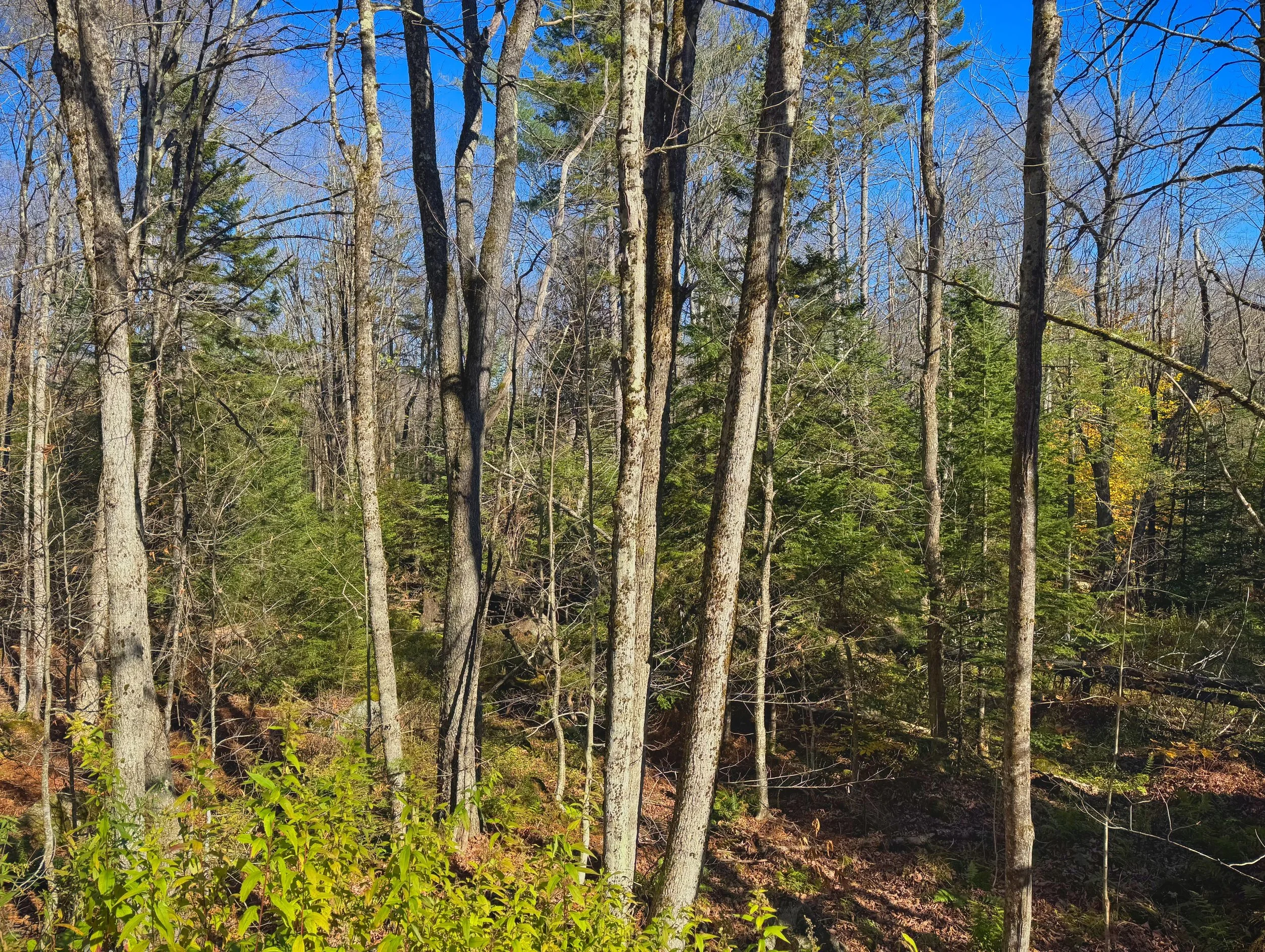 Still 2025-10-16 171913_1.13.2.jpeg