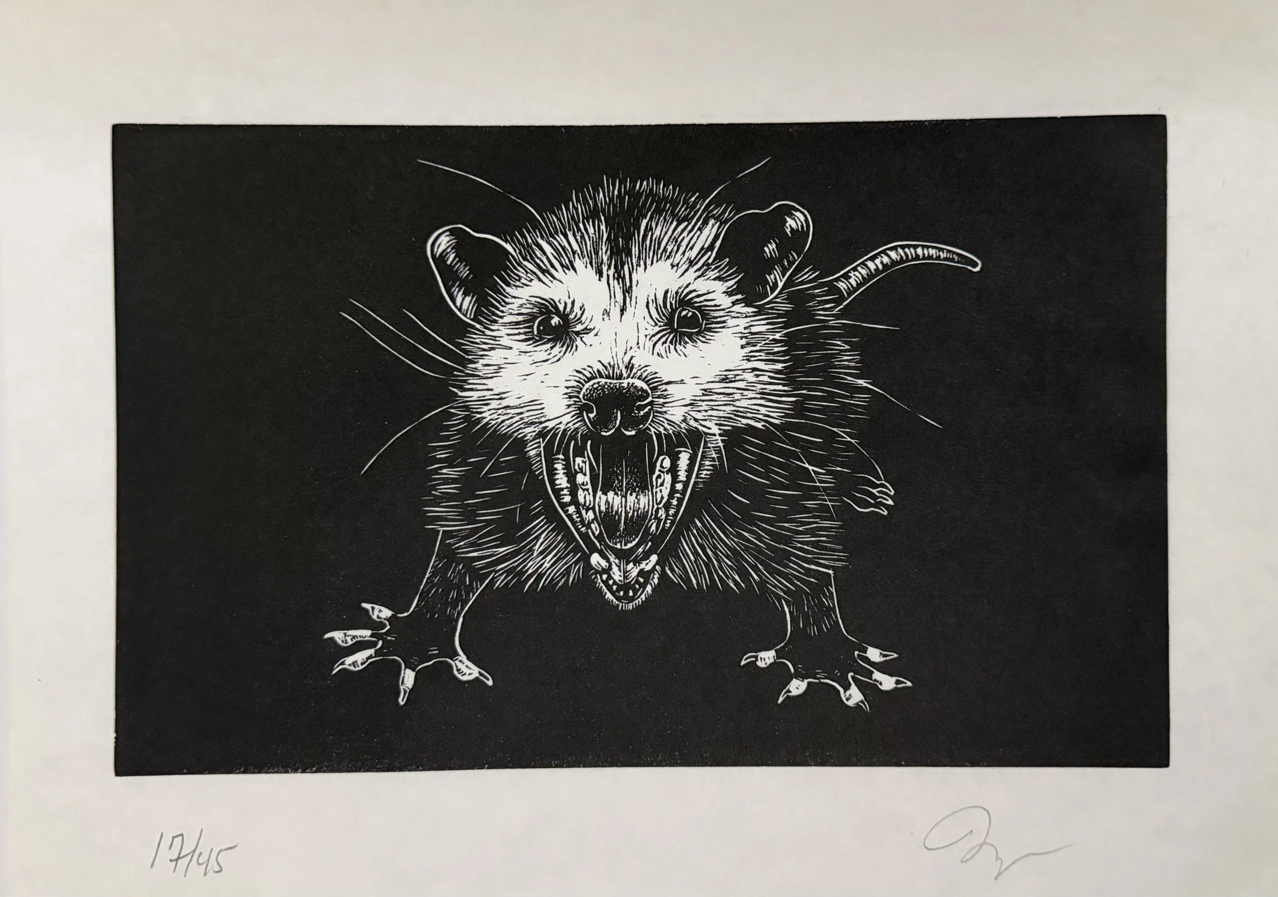 Opossum 2
