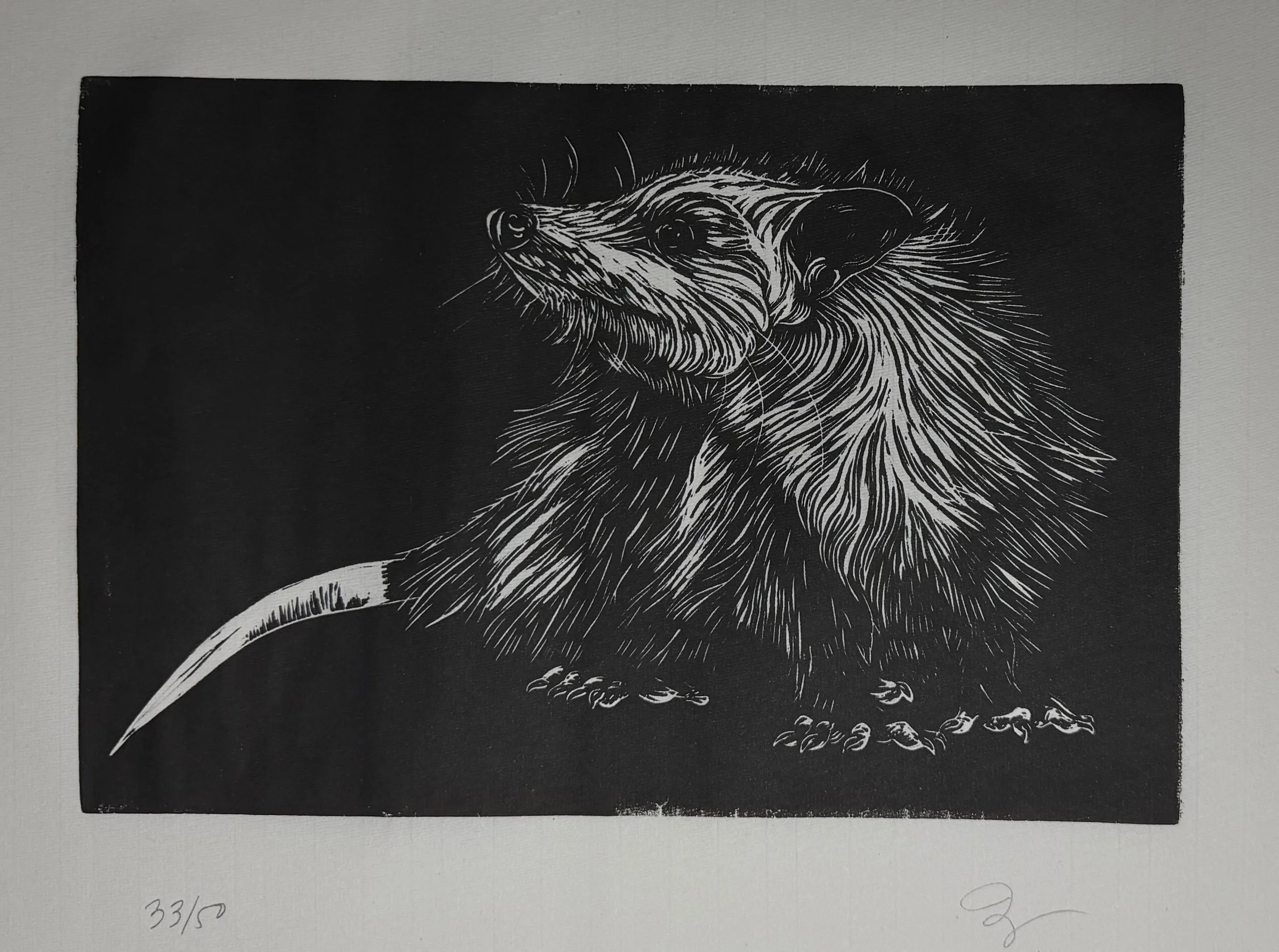 Opossum