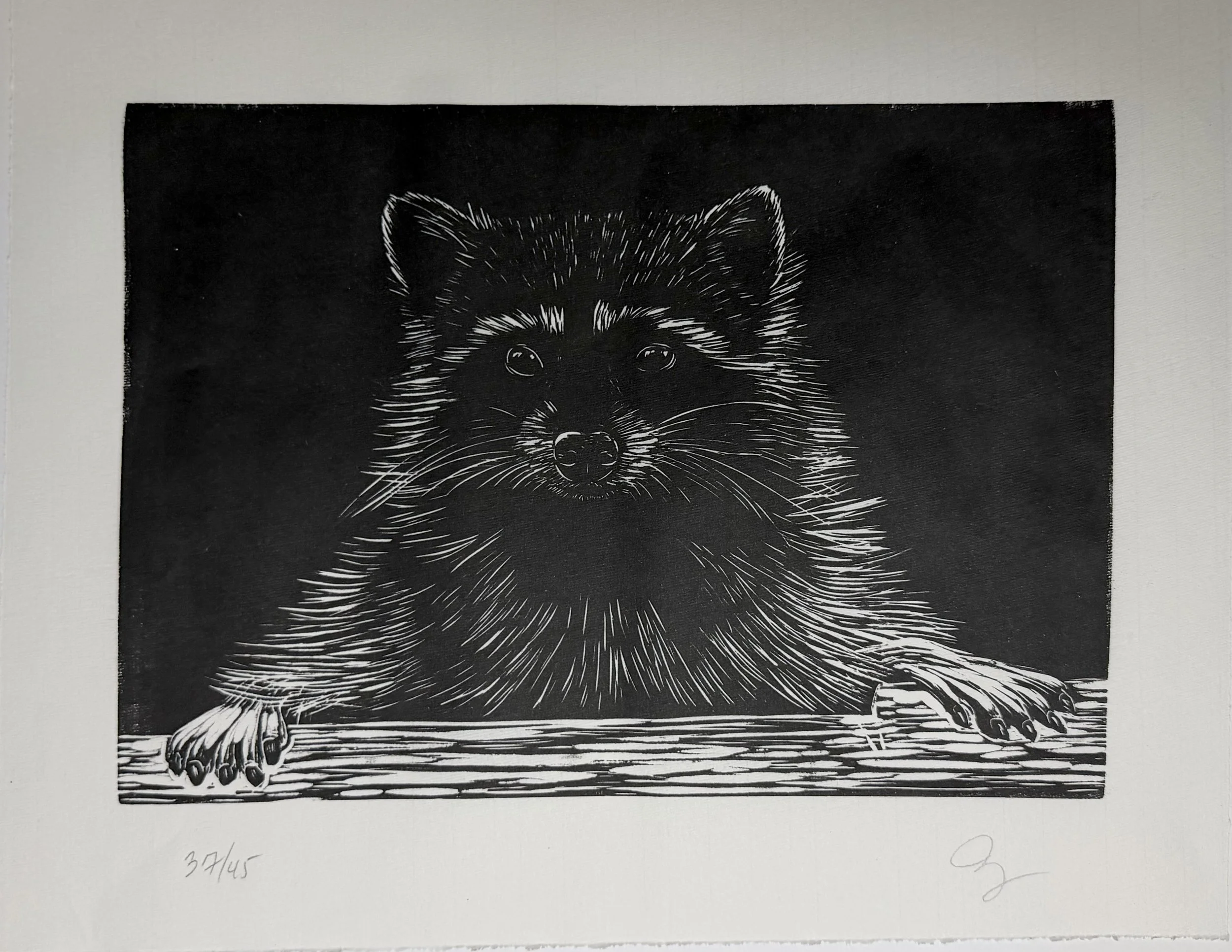 Trash panda