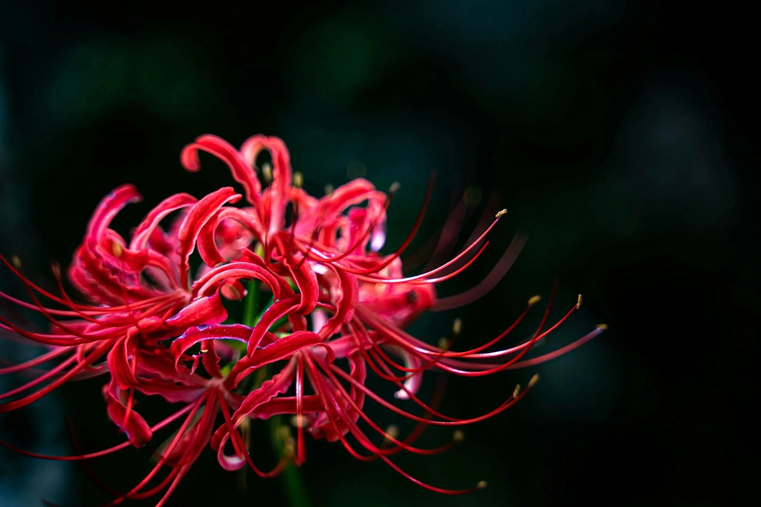 Całościowy cykl 5 warsztatów Developmental Somatic Psychotherapy™ z Heleną Kallner w Krakowie