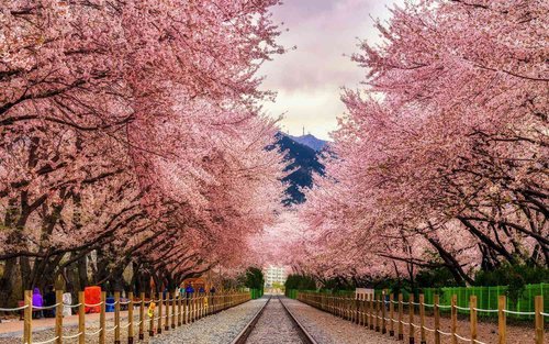 Gyeonghwa-station-blossom-Jinhae-SKOREAFLY0118-e0f9554006504e82ba16f213fb14da90.jpg