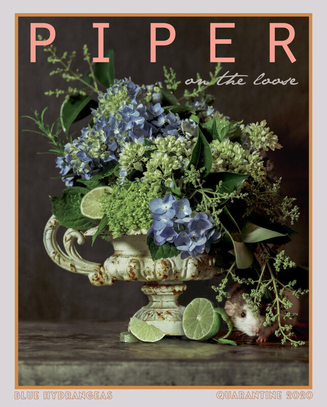 PIper and Hydrangeas.jpg