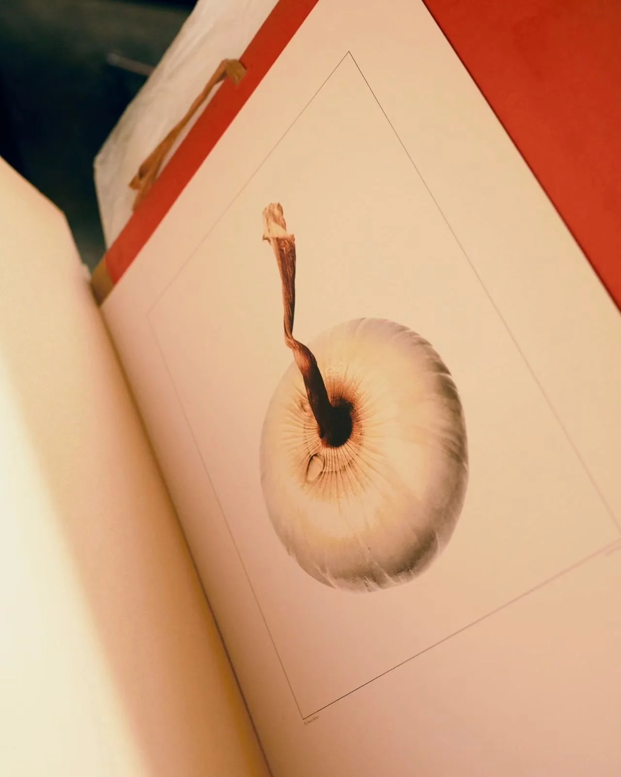Close-up photograph of a book page featuring a realistic drawing of a mushroom with a white cap, dark gills underneath, and a dark stem. The page is part of an illustrated guide or a botanical book.