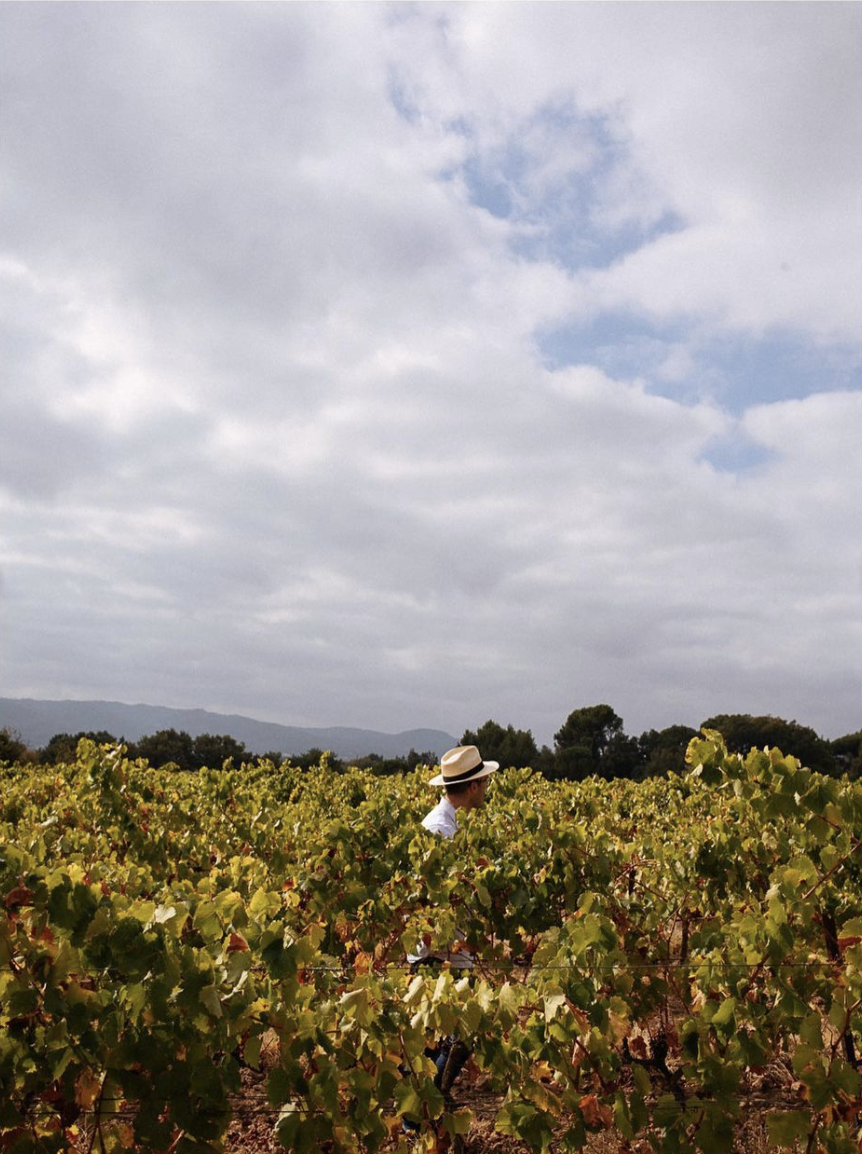 A person in a white shirt and hat walks through a lush vineyard under a cloudy sky.