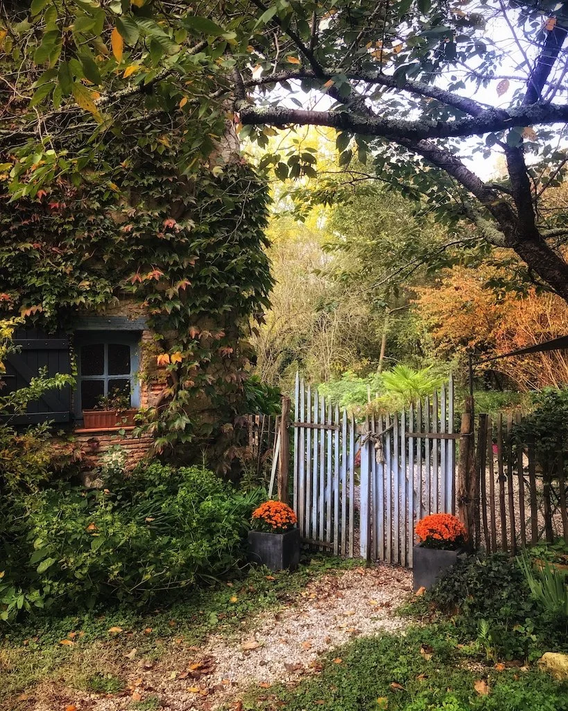 A rustic garden gate made of vertical wooden slats with a latch, flanked by two black planters containing orange chrysanthemums, surrounded by lush greenery, ivy-covered wall with a small window, and trees with autumn foliage.