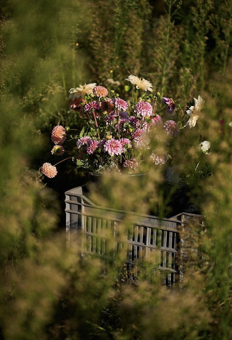 Close-up view of pink, white, and cream garden flowers with green foliage, and a metal fence partially obscured by blurred plants in the foreground.