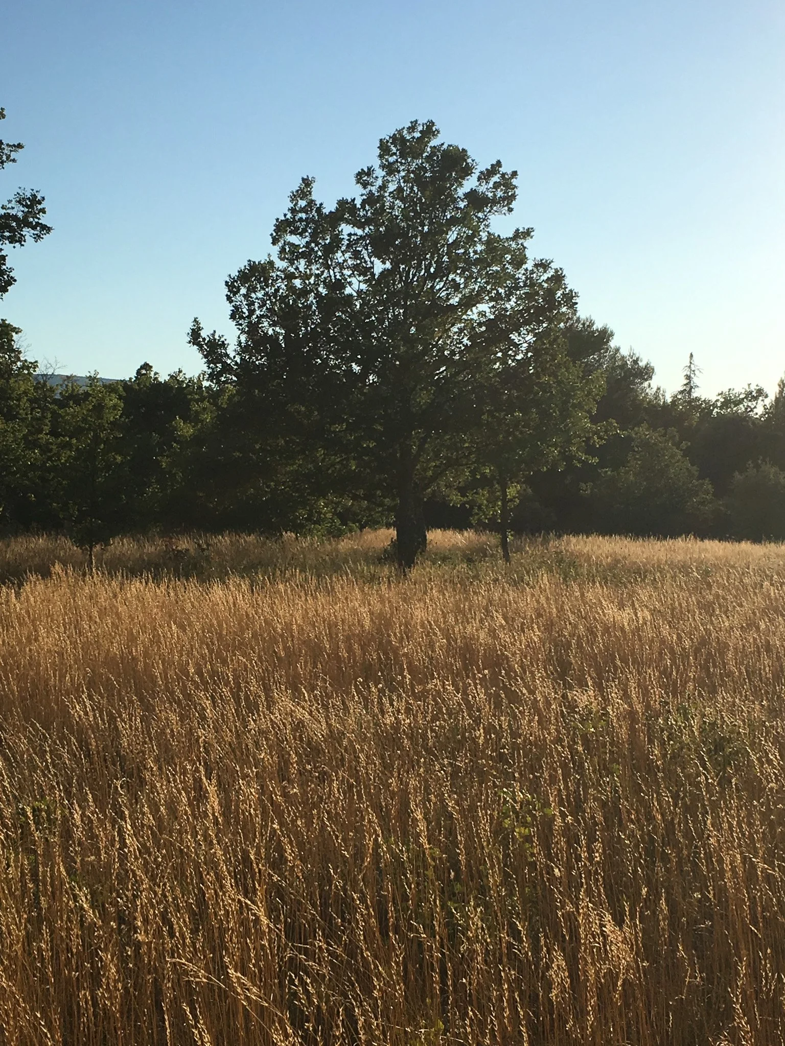 A meadow with tall golden grass and a large leafy tree under a clear blue sky during daytime.