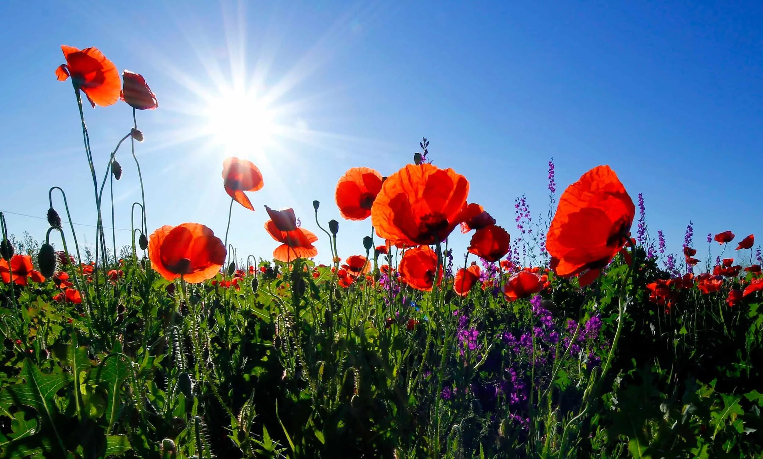Remembering Conflict - A Commitment to Peace