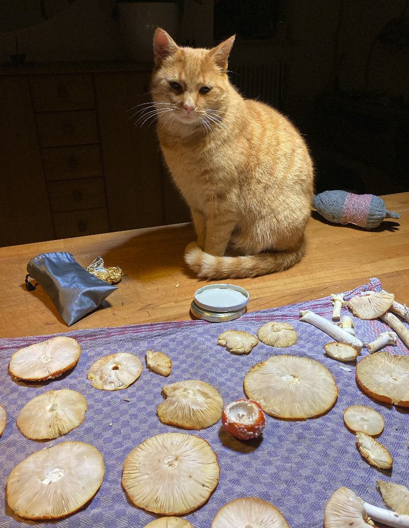 Bildschirmfoto 2026-01-14 um 20.52.39.png