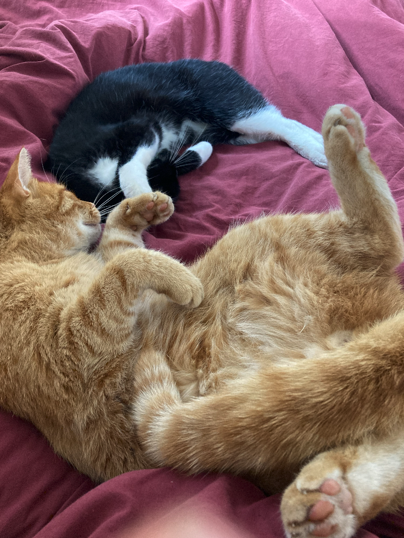 Bildschirmfoto 2026-01-14 um 20.50.41.png