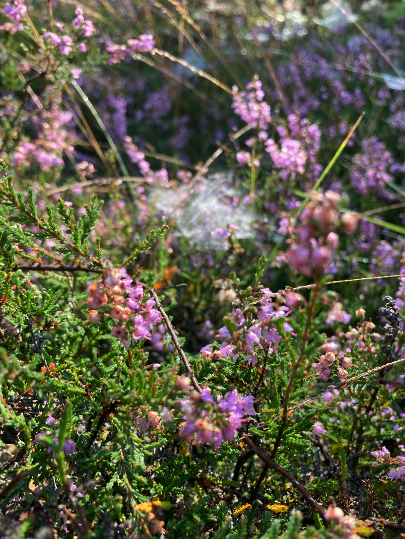 Bildschirmfoto 2026-01-14 um 20.50.48.png