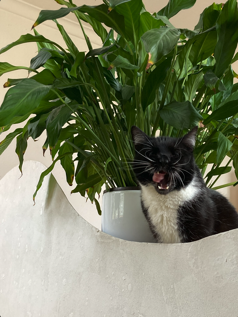 Bildschirmfoto 2026-01-14 um 20.48.46.png