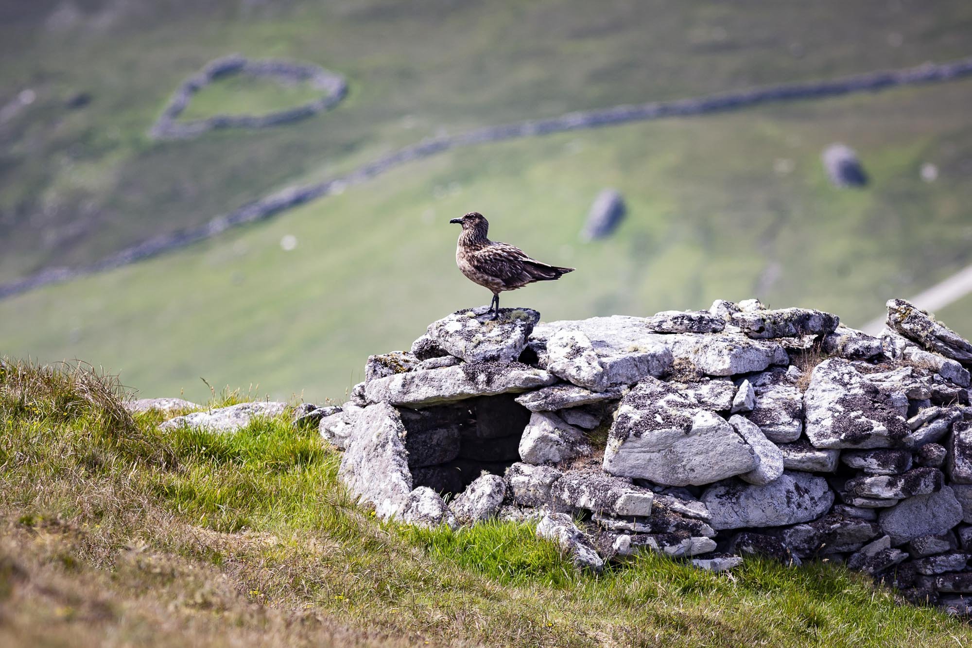 St Kilda079 (1).jpg