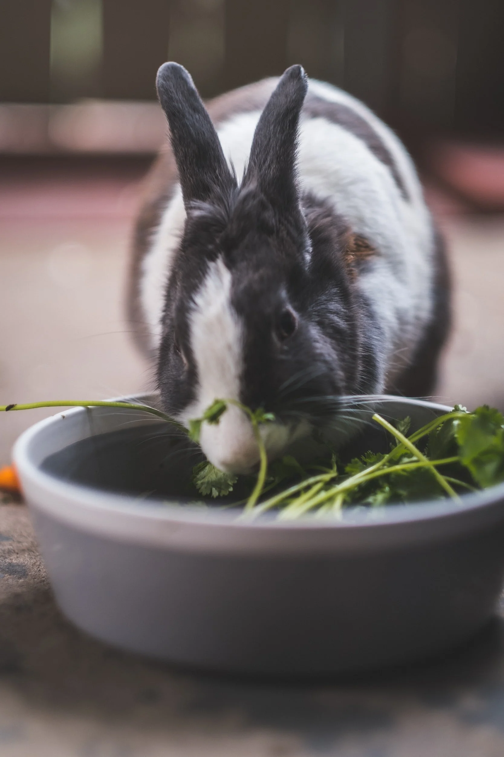 Bonus #7 This Spiritual Fix - Guided Meditation for Kids : The Fun Factory (Addressing Food Anxiety)