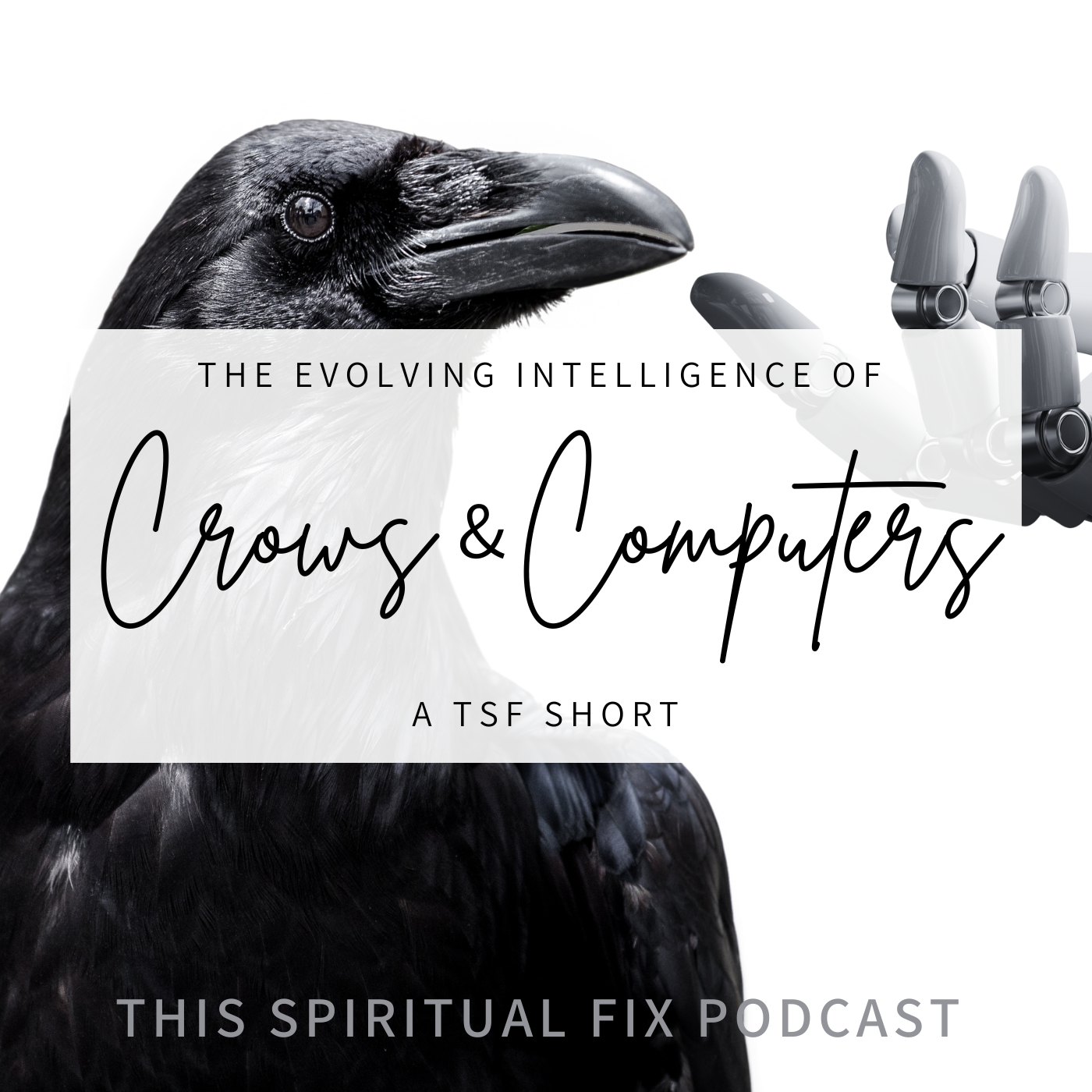 TSF Short: The Evolving Intelligence of Crows &amp; Computers