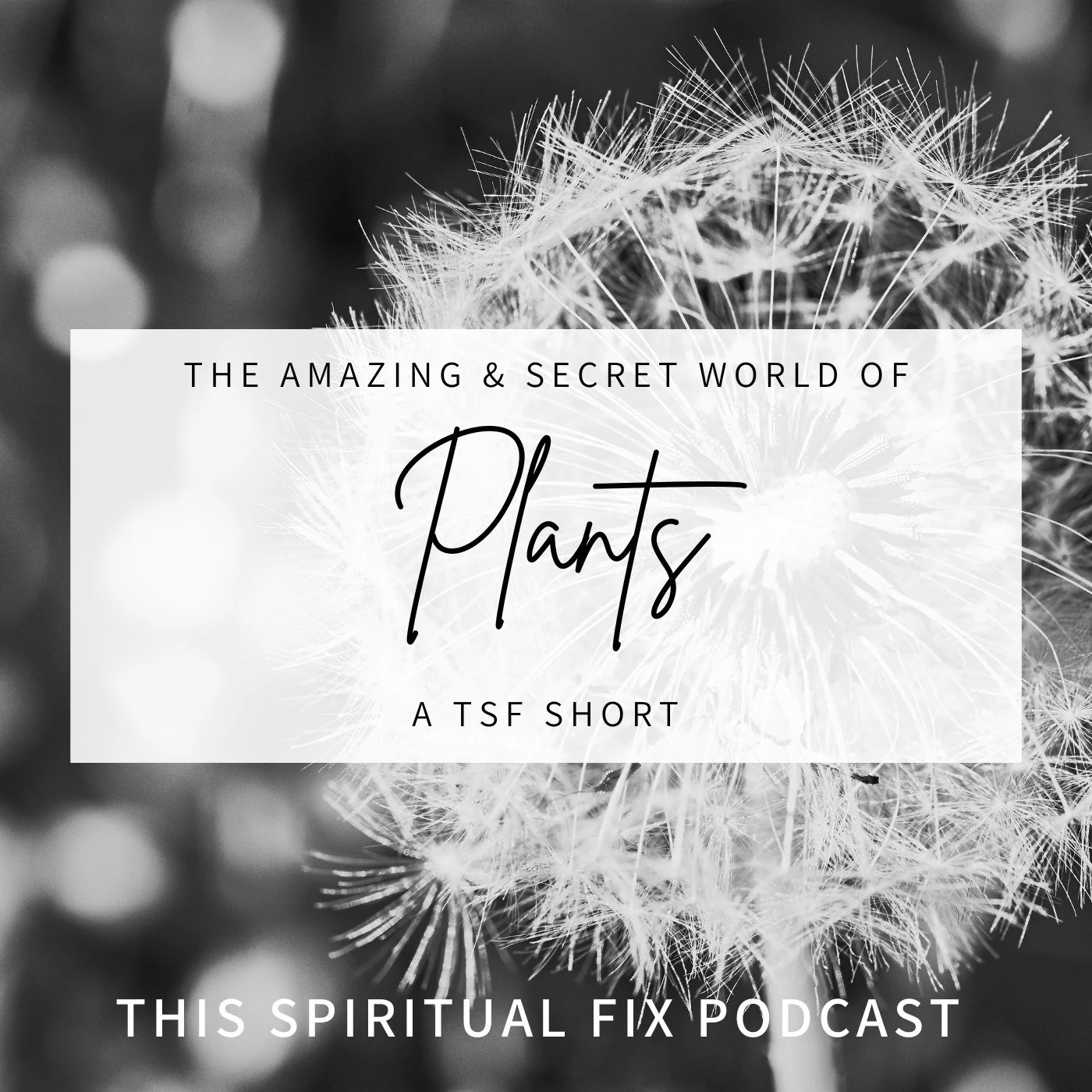 TSF Short: The Amazing and Secret World of Plants