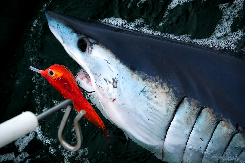 The release of a Mako Shark (all sharks are catch and release only)