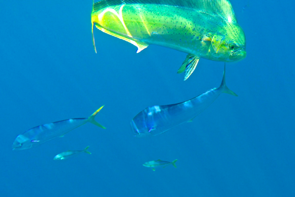 Underwater shot of some Dorado and a couple yellowtail down below them.