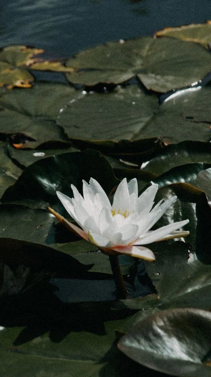 water lilies.jpeg