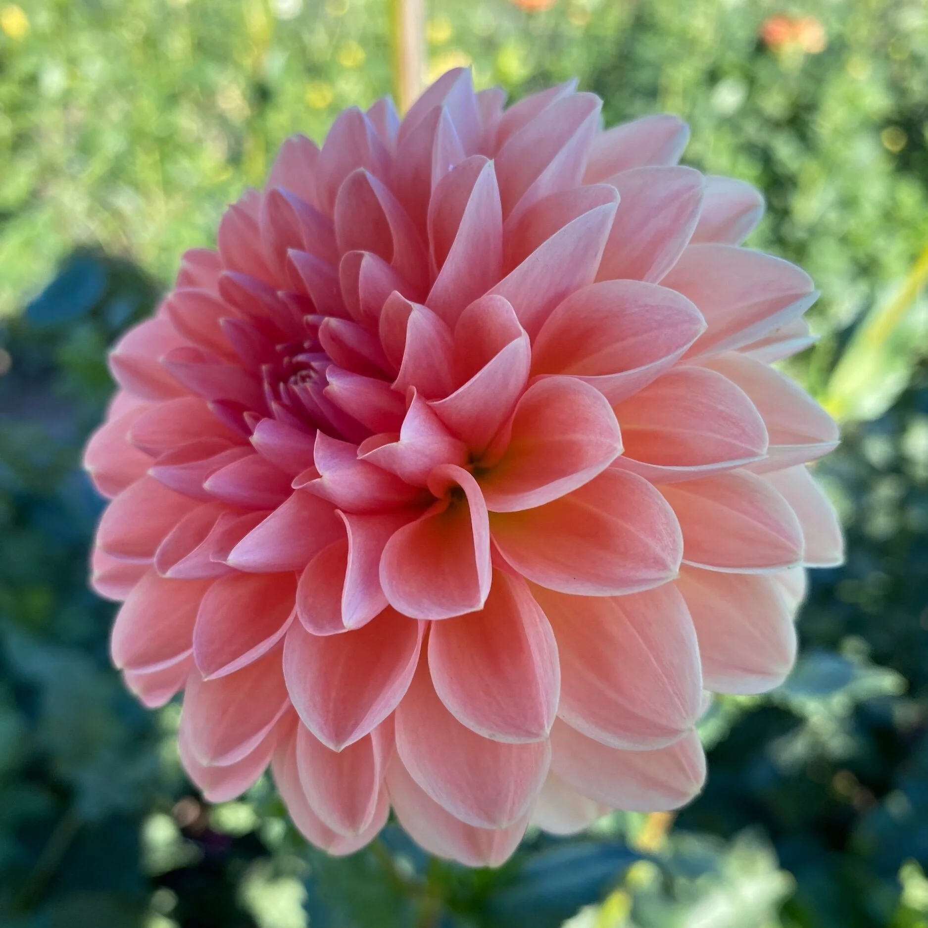 954E56ED-CF15-470C-86D6-77200BAA1846