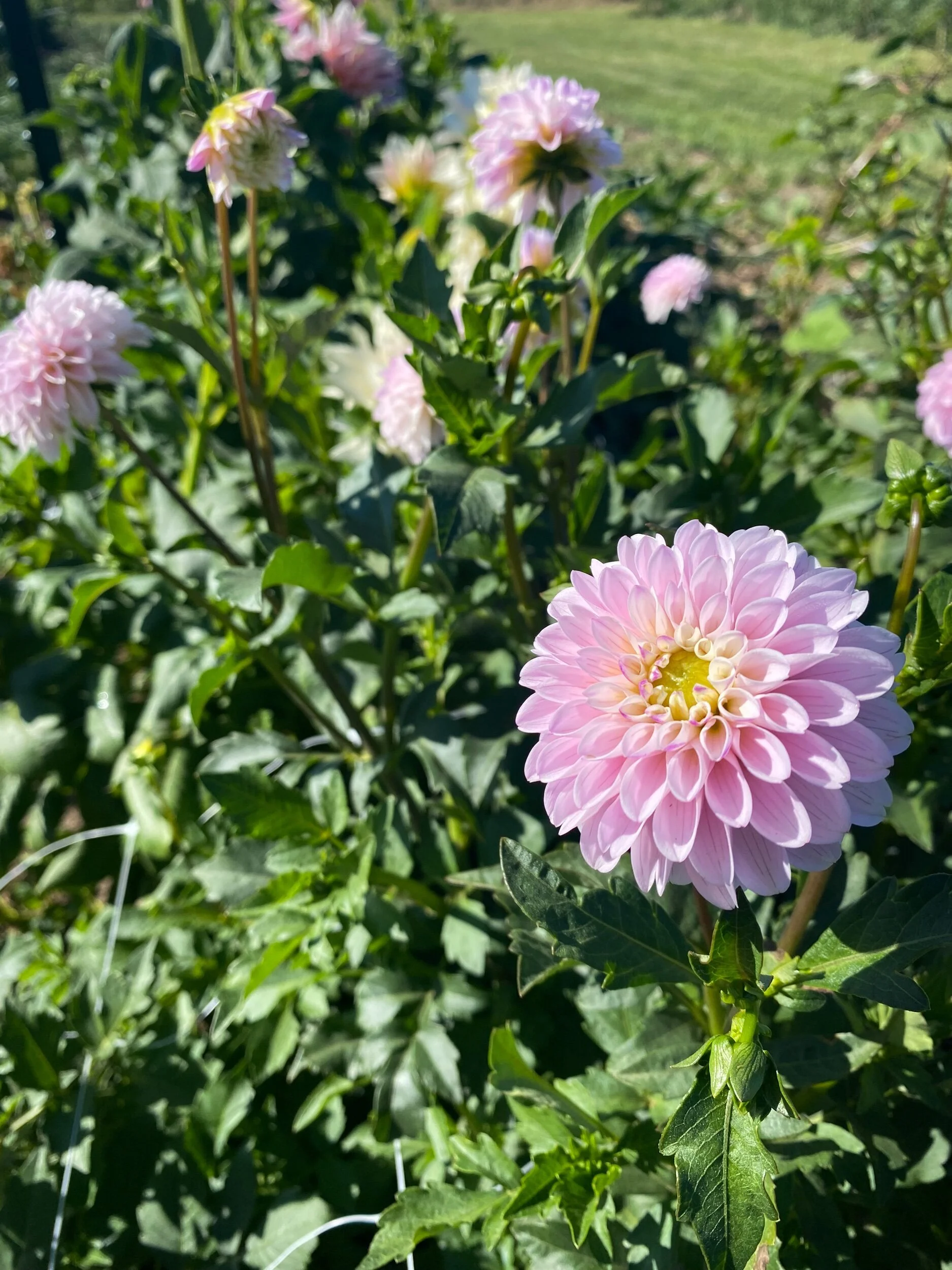 Blackberry Ice Dahlia Tuber — Hedgewood Farms