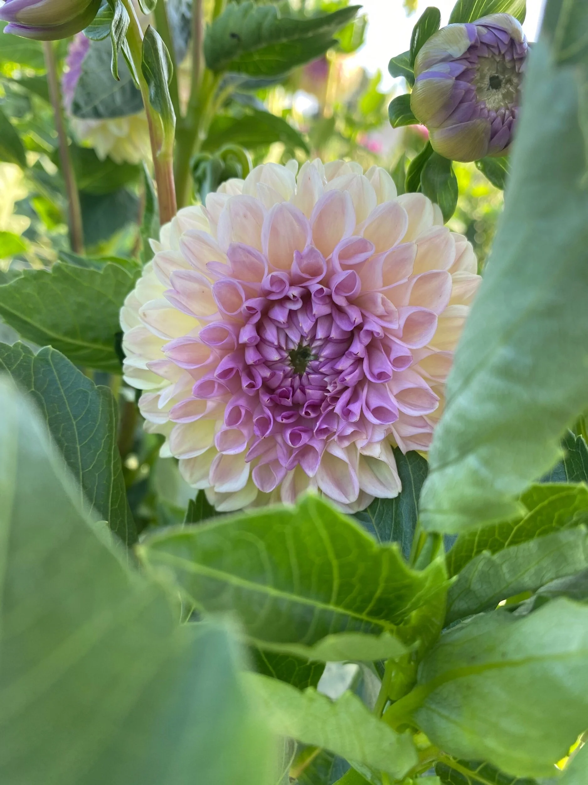 Blackberry Ice Dahlia Tuber — Hedgewood Farms