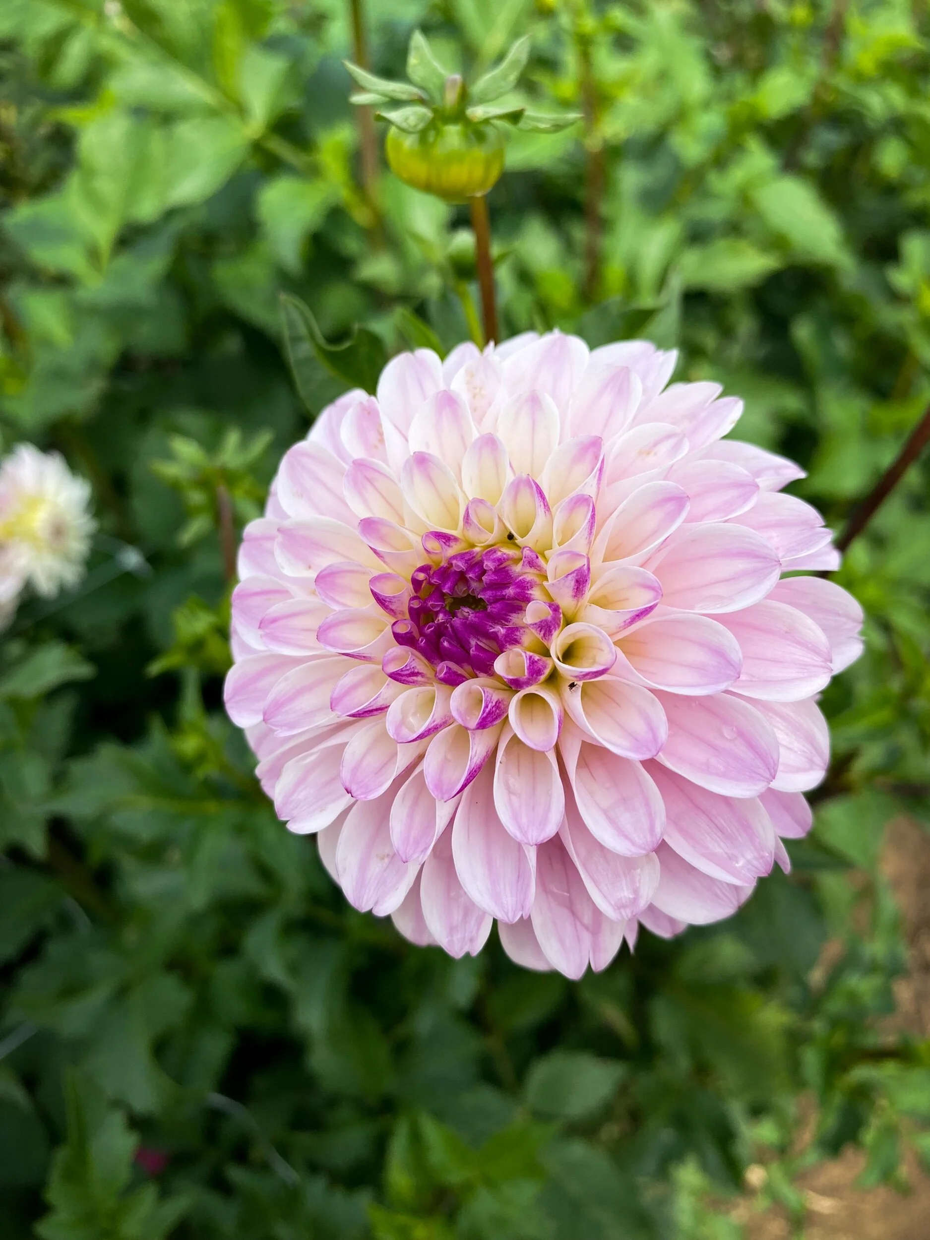 Blackberry Ice Dahlia Tuber — Hedgewood Farms