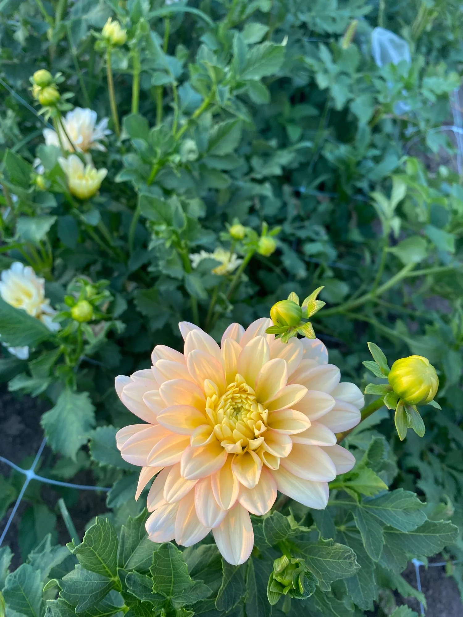 その他 Dahlia, Idyllic Dreamer CSR その他 Dahlia, Idyllic Dreamer CSR Dahlia, Idyllic Dreamer
