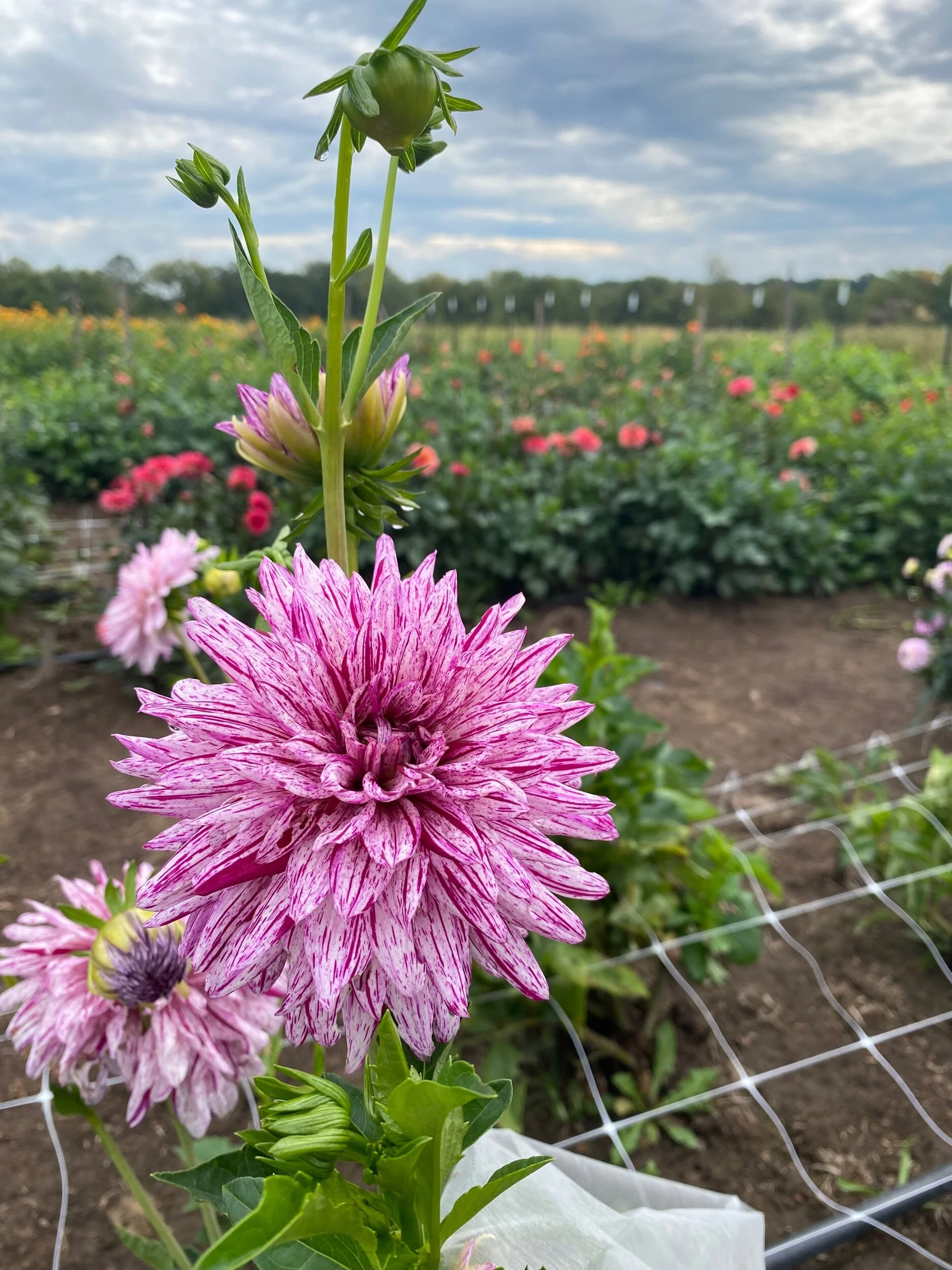 Clearview Peachy Dahlia Tuber — Hedgewood Farms