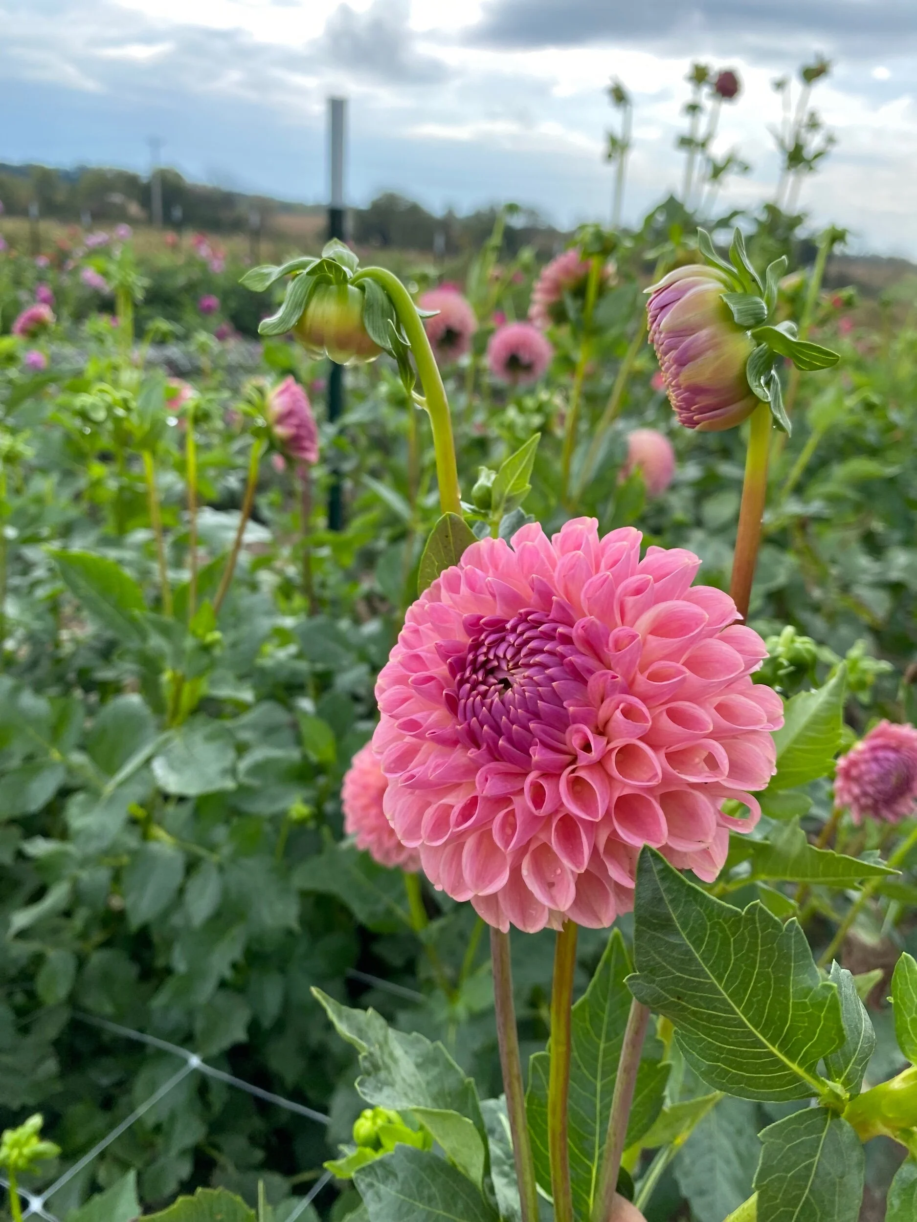 Blackberry Ice Dahlia Tuber — Hedgewood Farms