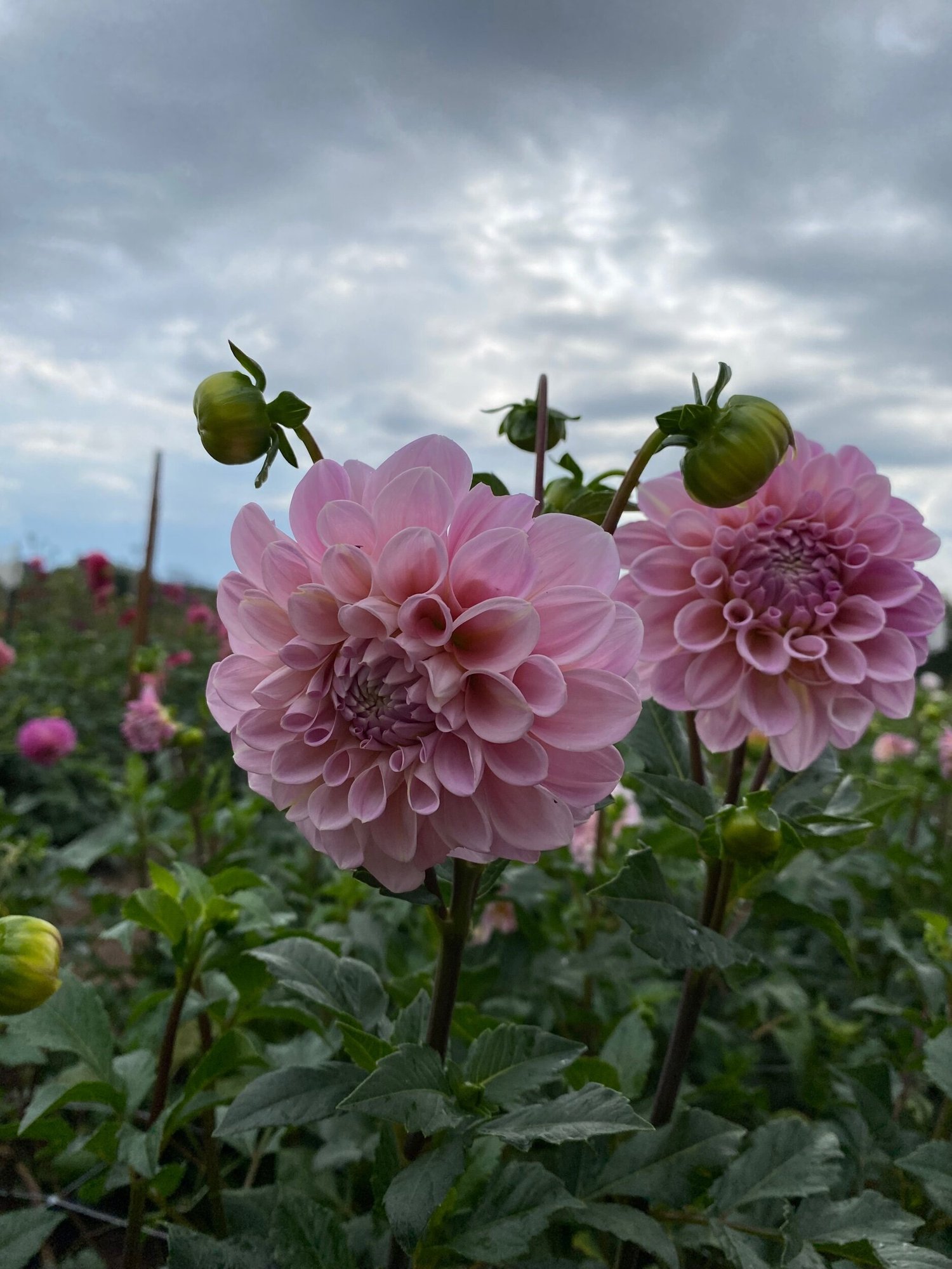 Sweet Nathalie Dahlia Tuber — Hedgewood Farms