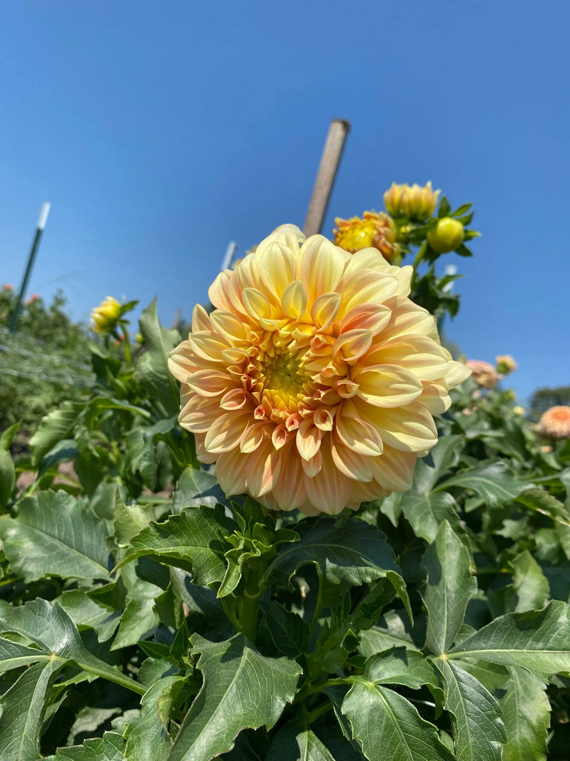 Blackberry Ice Dahlia Tuber — Hedgewood Farms