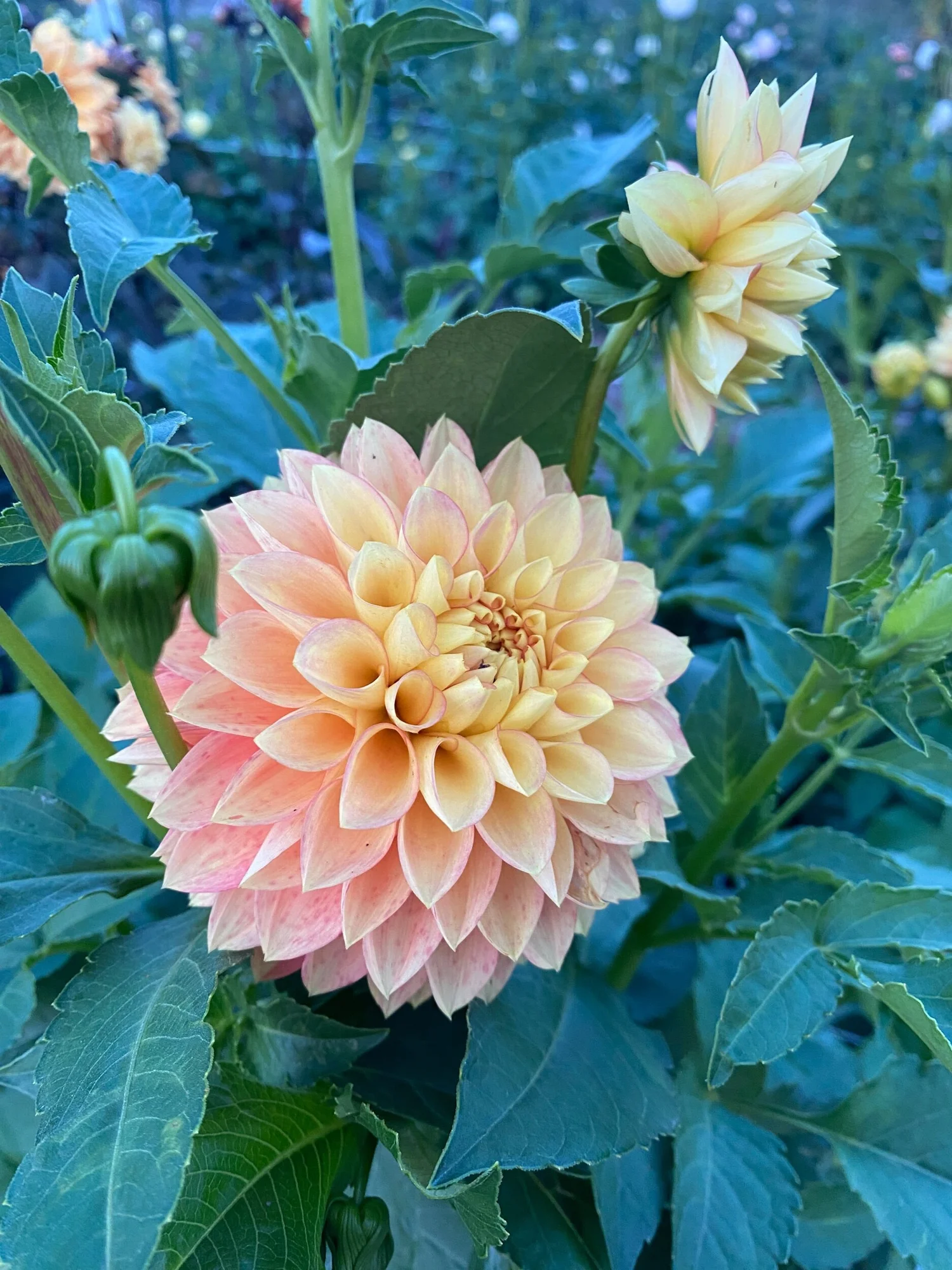 Clearview Crackerjack Dahlia Tuber — Hedgewood Farms