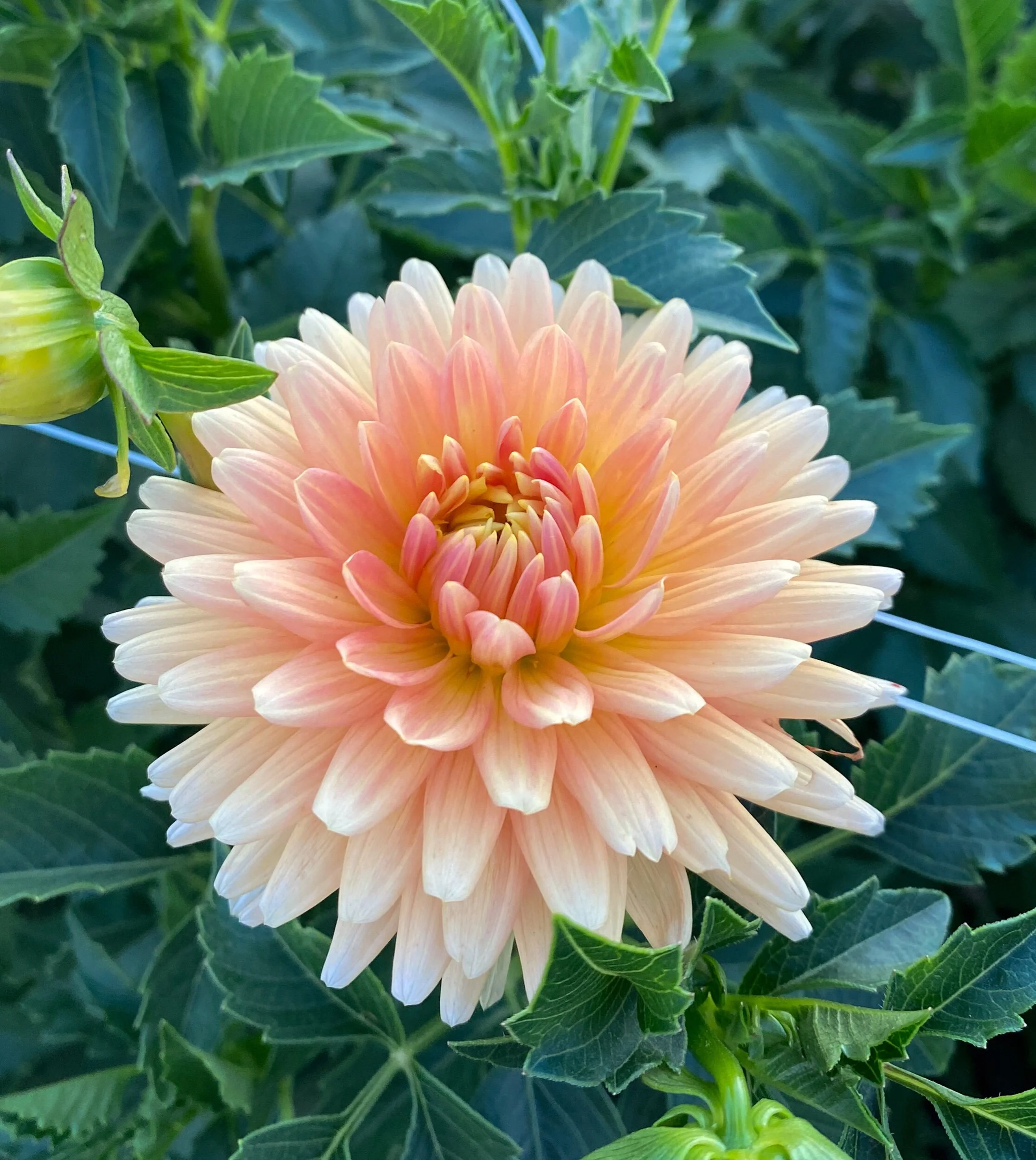 60337BB7-C015-4A76-B7F2-88D42FC0FB6B